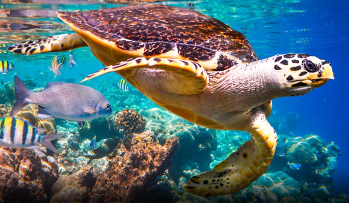 Jebel Ali Wildlife Sanctuary